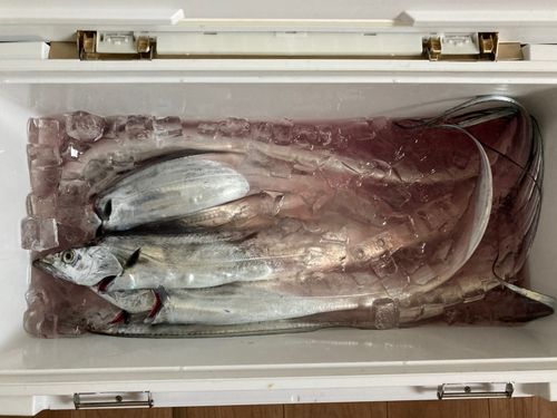 タチウオの釣果