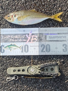 マアジの釣果