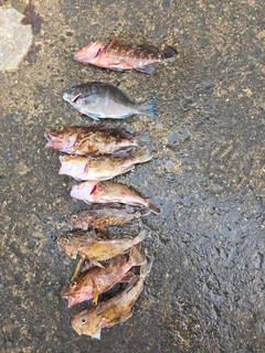 キジハタの釣果