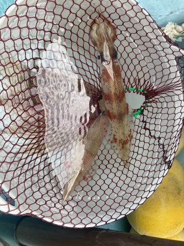 ヤリイカの釣果