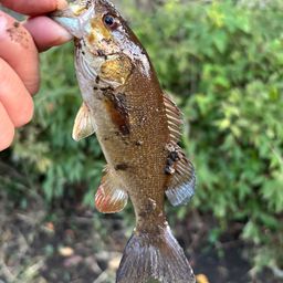 スモールマウスバス