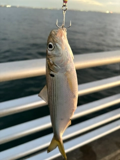 コノシロの釣果