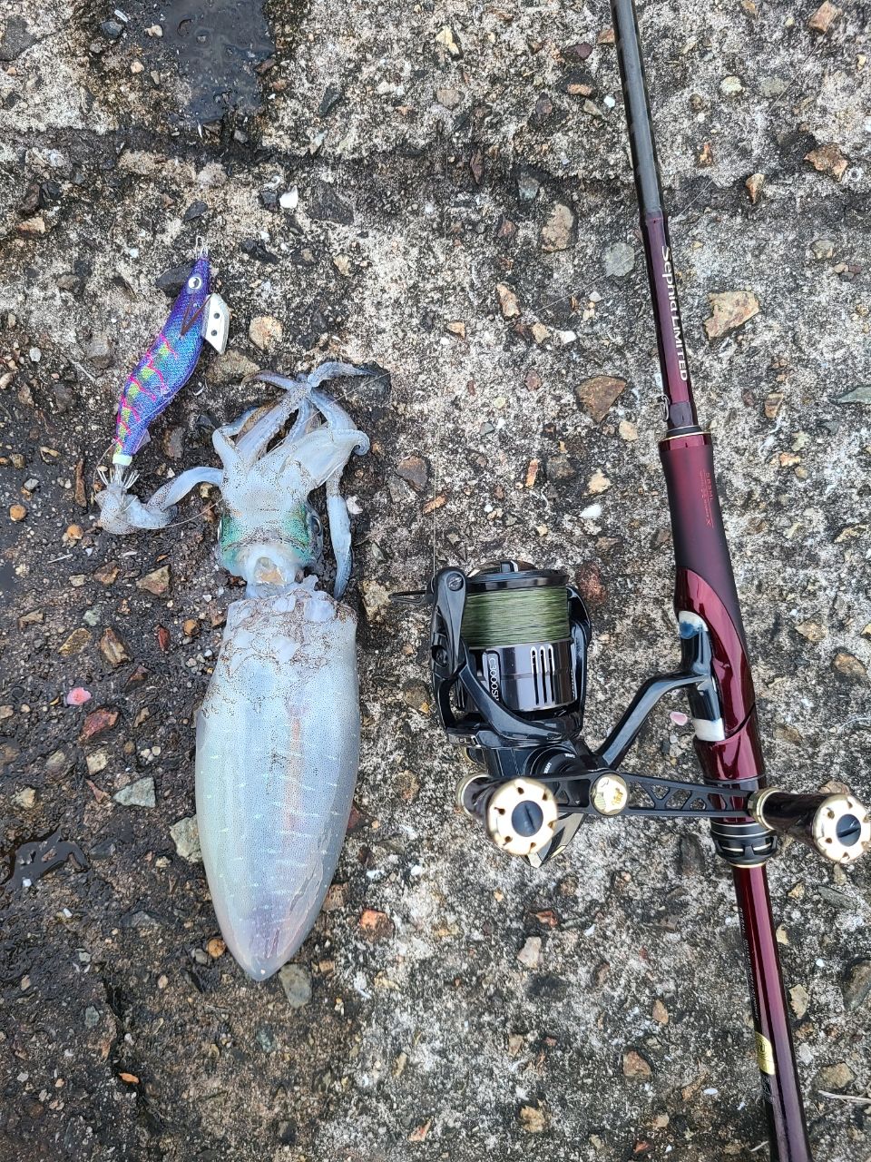 SHIMANO 19セフィア リミテッド S85MLの最安値・インプレ・釣果 | 本音