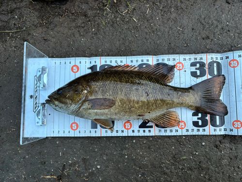 スモールマウスバスの釣果