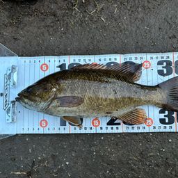 スモールマウスバス