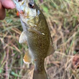 スモールマウスバス