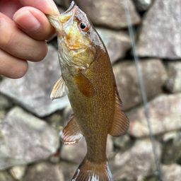 スモールマウスバス