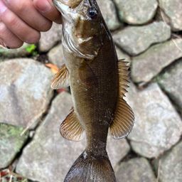 スモールマウスバス