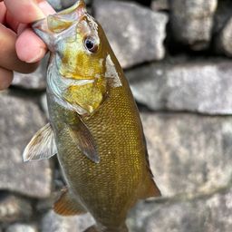 スモールマウスバス