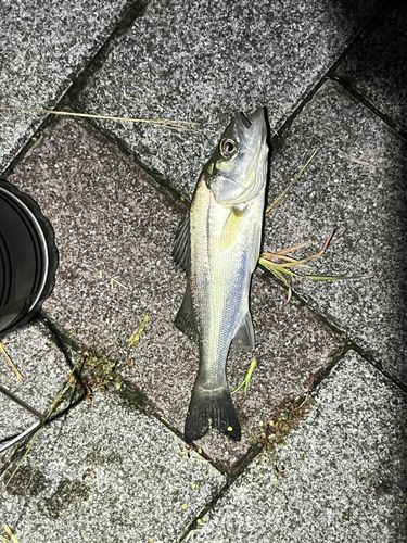 セイゴ（マルスズキ）の釣果