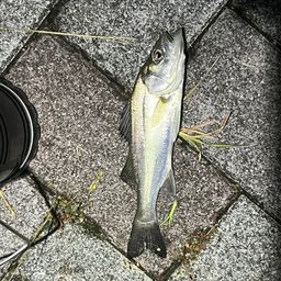 セイゴ（マルスズキ）