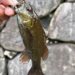 スモールマウスバス