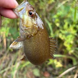 スモールマウスバス