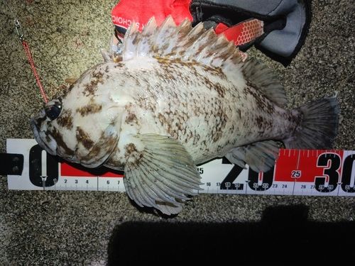 オウゴンムラソイの釣果