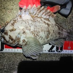 オウゴンムラソイ