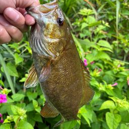 スモールマウスバス