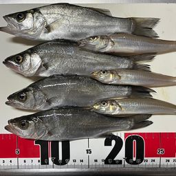 セイゴ（ヒラスズキ）