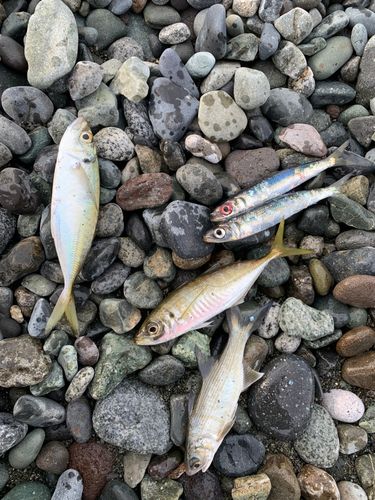 マアジの釣果