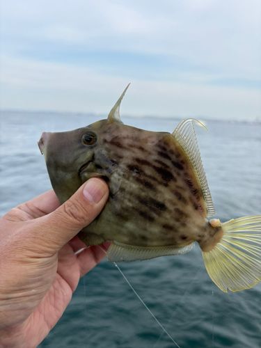 カワハギの釣果