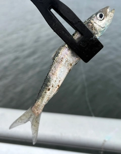 マイワシの釣果
