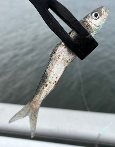 マイワシの釣果