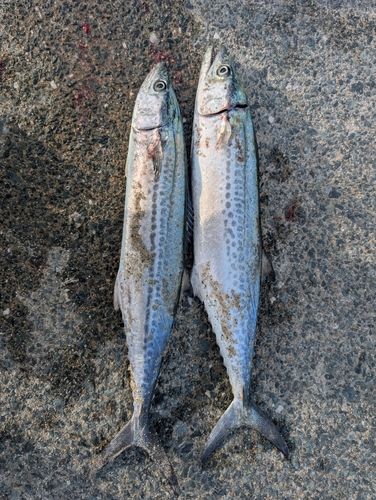 サゴシの釣果