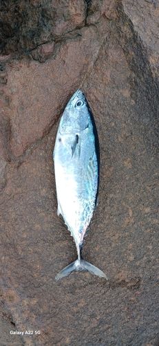 スマガツオの釣果