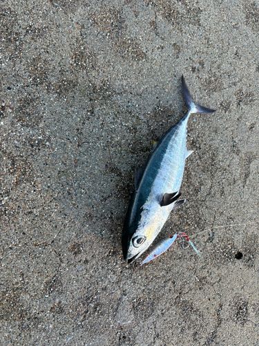 ソウダガツオの釣果