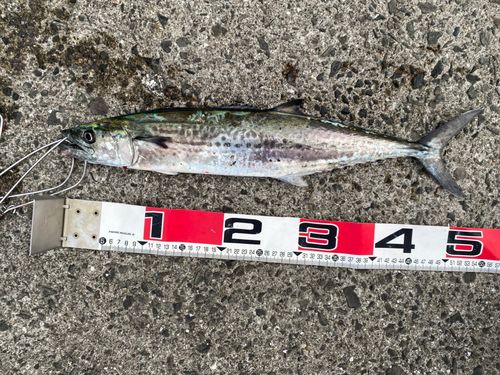 サゴシの釣果