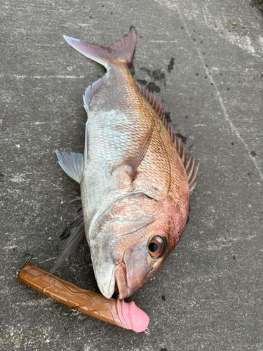 タイの釣果