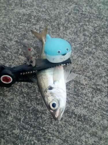 マアジの釣果