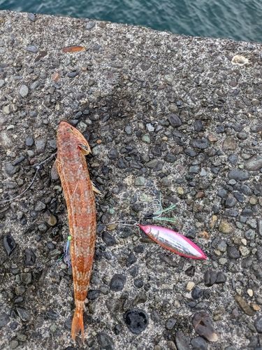 ホシノエソの釣果