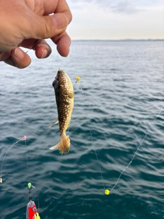 ショウサイフグの釣果