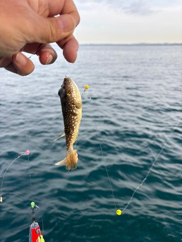 ショウサイフグの釣果