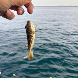 ショウサイフグ