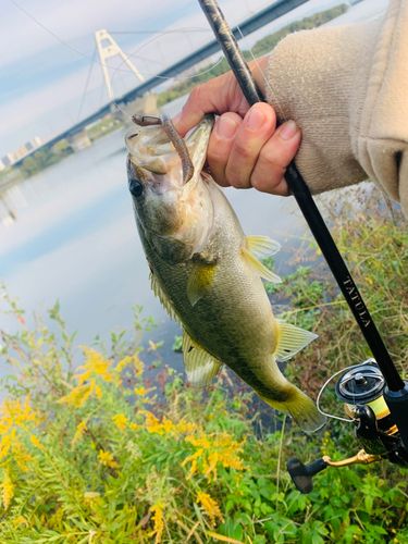 ラージマウスバスの釣果