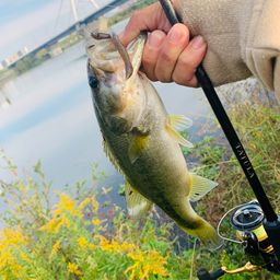 ラージマウスバス