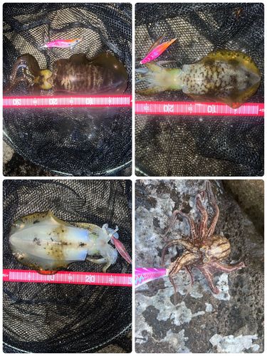 アオリイカの釣果