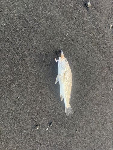 ニベの釣果