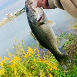 ラージマウスバス