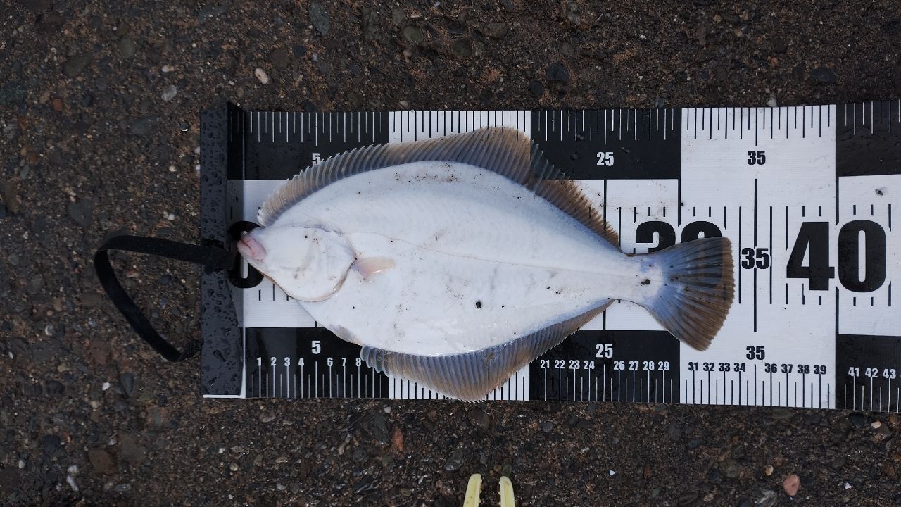 DAIWA 21プライムキャスター 33号-405・Nの最安値・インプレ・釣果