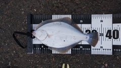 イシガレイの釣果