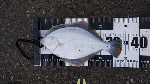 イシガレイの釣果