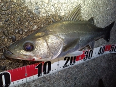 フッコ（マルスズキ）の釣果