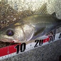 フッコ（マルスズキ）