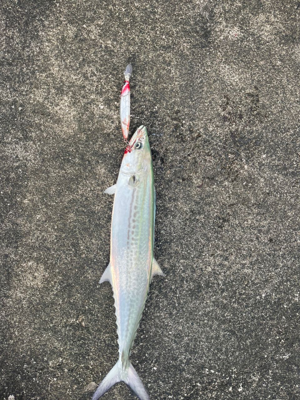 SHIMANO 20コルトスナイパー XR S96MLの最安値・インプレ・釣果