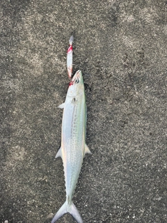 サゴシの釣果