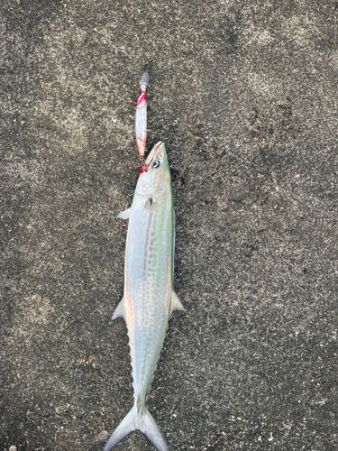 サゴシの釣果