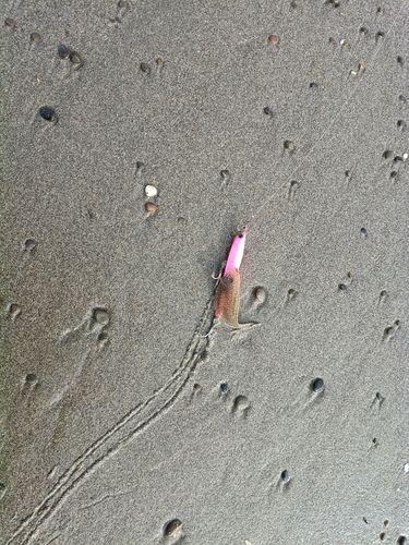 シタビラメの釣果