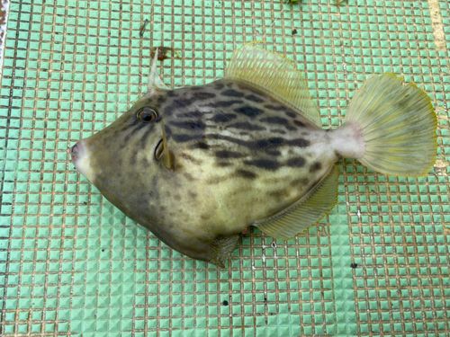 カワハギの釣果